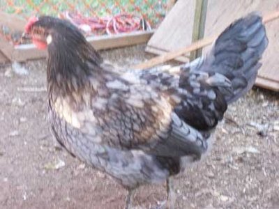 Blue Hamburg pullet