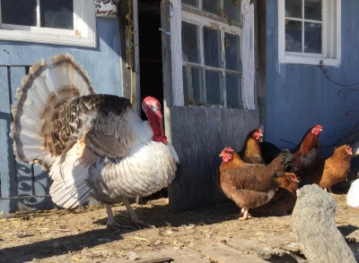 Polo trying to impress the chickens...