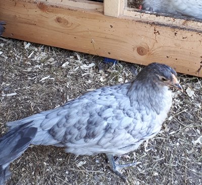 Blue Hamburg pullet