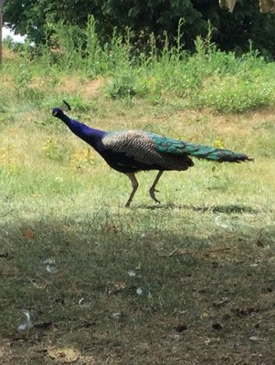 Out for an afternoon stroll....