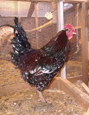 Speckled Sussex Cockerel