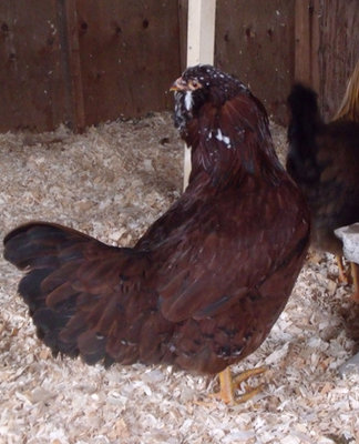 Orloff pullet