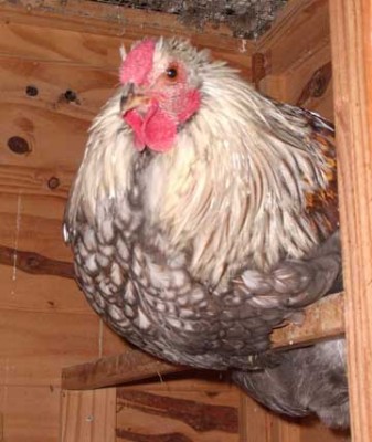 One cockerel