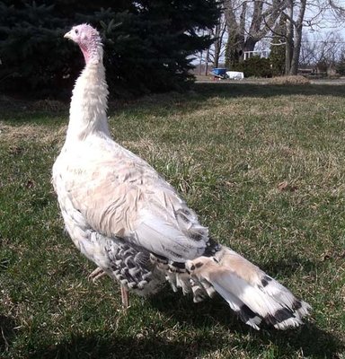 Tricolour hen