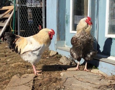 The young cockerels plotting...