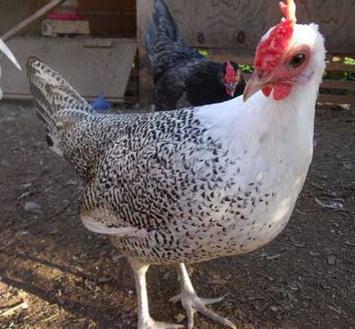 Silver pencilled Hamburg pullet