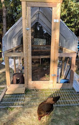 the new quail enclosure