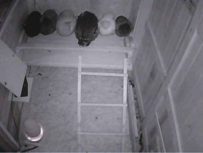 SleepyTimeInTheCoop.JPG