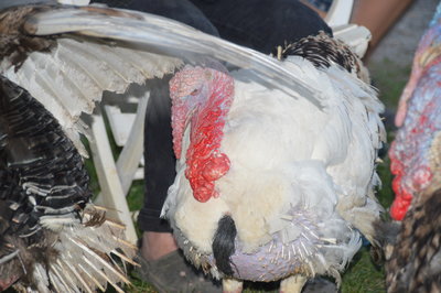 DSC_0096.JPG