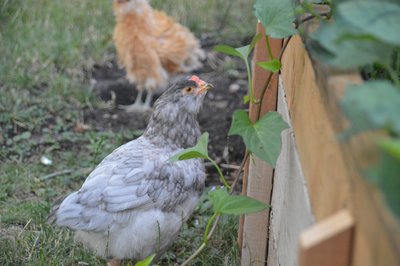 DSC_0080.JPG