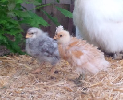 IMG_20160611_ChickLegColours2.jpg
