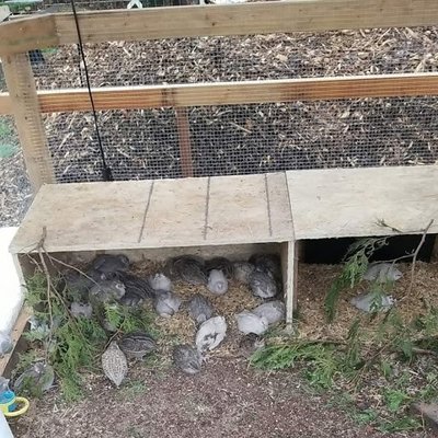 a few of the babies in one of their shelters