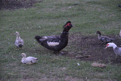 DSC_0089.JPG
