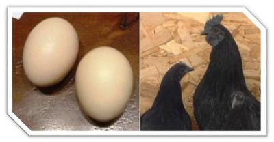 Ayam feb 8 eggs.jpg