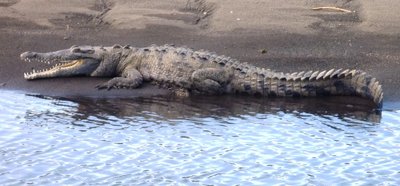croc.jpg