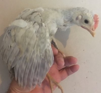 Opal cockerel.jpg