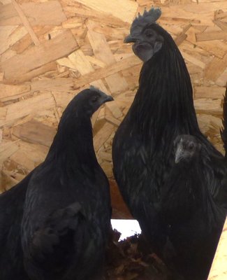 Jan 17 Ayam.jpg