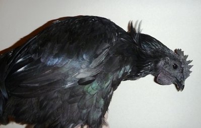 M L T cemani cockerel.jpg