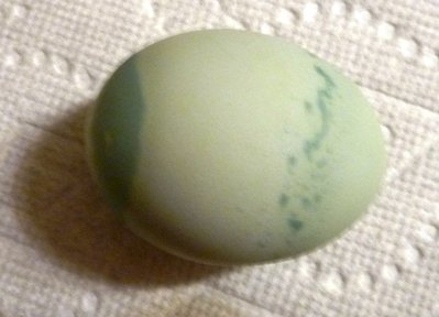 Legbar easter egg.jpg