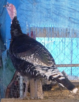 Jan 17 BSW AG turkey.jpg