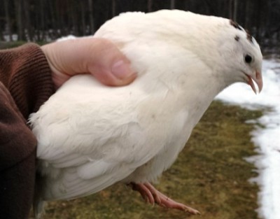 TAM Quail Feb 1.jpg