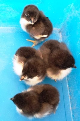 marans Ap 29 1.jpg