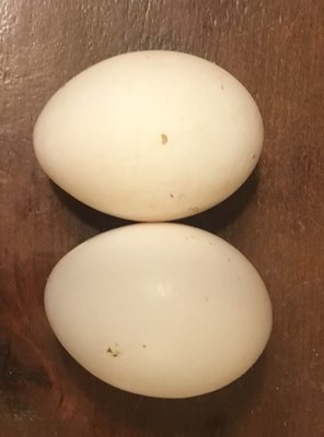 Ayam eggs.jpg