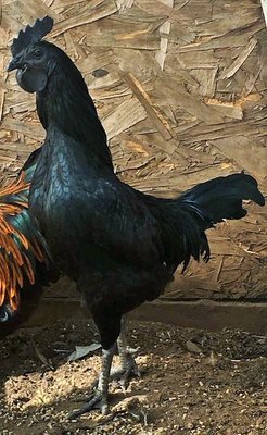 Cemani Quebec Rooster (2).jpg