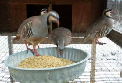 chukar Feb 1.jpg