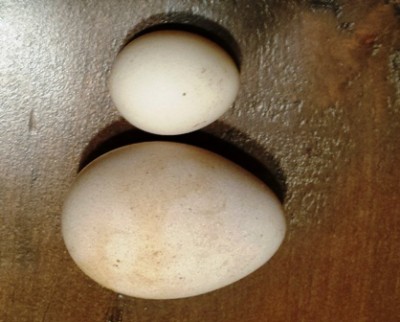 1st Turkey Egg.jpg