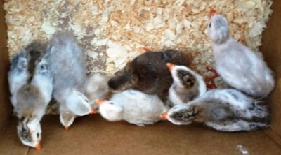 guineas from Sandy.jpg