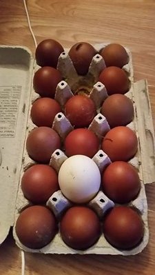 BC Marans eggs.jpg