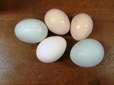 Ayam eggs Feb 1 wt 37 and 41 g.jpg
