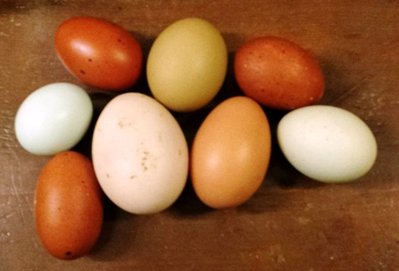 Variety of Eggs.jpg