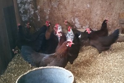Performance poultry my leghorns