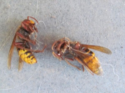 Asian Giant hornet.jpg