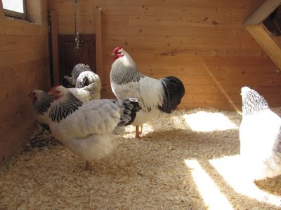 Columbian breeding pen 2017.jpg