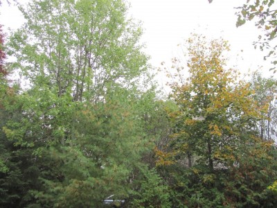 silver maple.jpg
