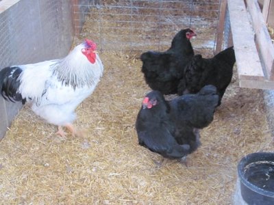 Breeding pen #2   2018.jpg