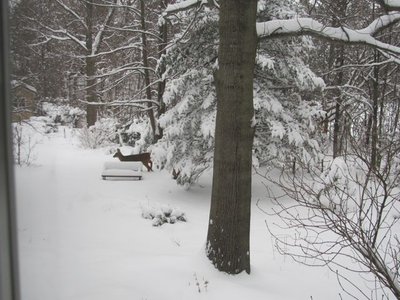Morning visitor 2.jpg