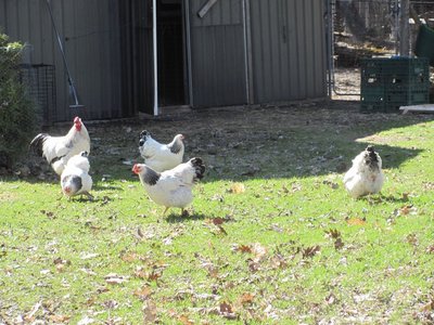 2019 breeding pen # 2.jpg