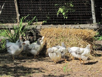 Sprouting grain 2.jpg
