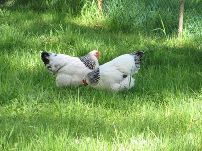 Hens with peepers.jpg