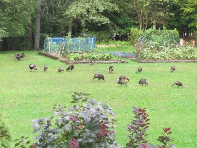 Free range turkeys.jpg