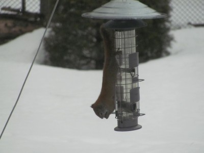 Red squirel....jpg