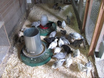 Barn cage used as a grow out pen.jpg