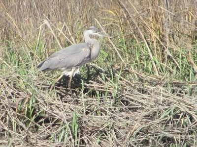 Heron 3.jpg