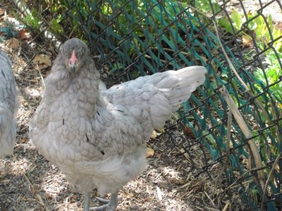 EE pullet  1.jpg