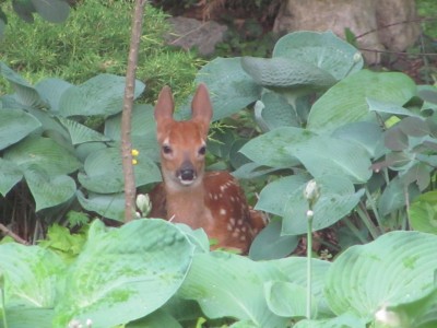 Bambi listenning to thunder.jpg