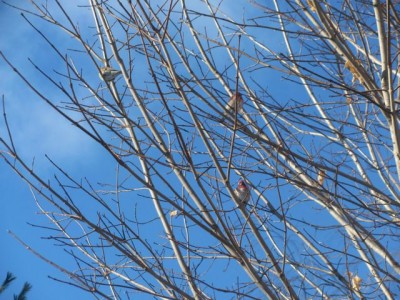 Finches.jpg